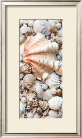 Shell Menagerie I by Rachel Perry Pricing Limited Edition Print image