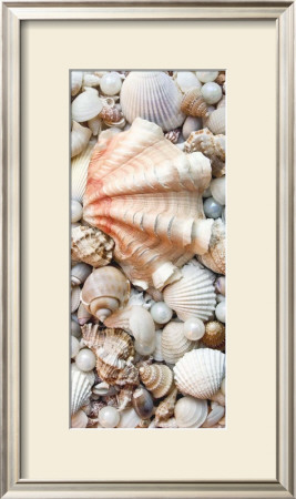 Shell Menagerie I by Rachel Perry Pricing Limited Edition Print image