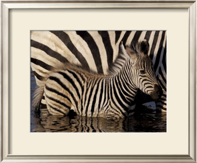 Young Zebra With Mother by Pete Oxford Pricing Limited Edition Print image