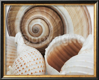 Soft Shells by Mick Bird Pricing Limited Edition Print image