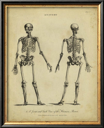 Anatomy Study I by Jack Wilkes Pricing Limited Edition Print image