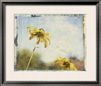 Blackeyed Susans Ii by Meghan Mcsweeney Pricing Limited Edition Print image