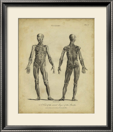 Anatomy Study Iii by Jack Wilkes Pricing Limited Edition Print image