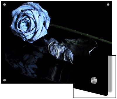 Dried Blue Rose And Leaf by I.W. Pricing Limited Edition Print image