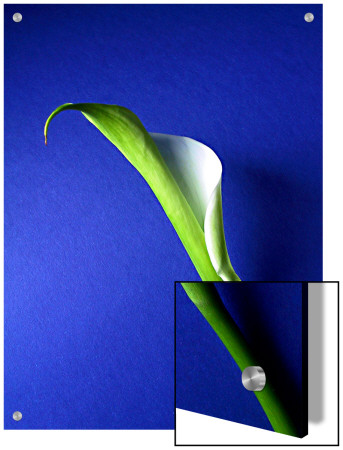 Calla Lily Bloom On Blue Background by I.W. Pricing Limited Edition Print image