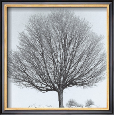 Arbres Divers Iv by Michel Ditlove Pricing Limited Edition Print image