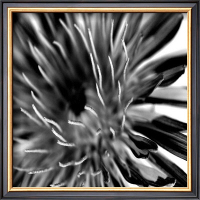 Contrasting Floral Iv by Jean-François Dupuis Pricing Limited Edition Print image
