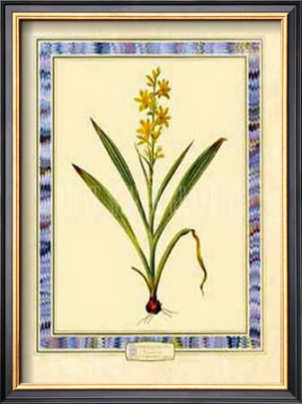 Wachendorfia by Pierre-Joseph Redoute Pricing Limited Edition Print image
