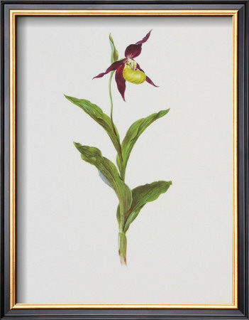 Lady's Slipper by Moritz Michael Daffinger Pricing Limited Edition Print image