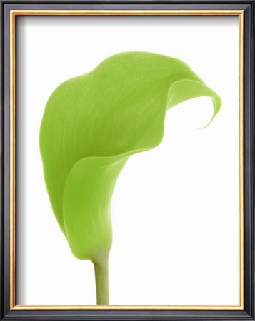 Green Calla Lily by George Fossey Pricing Limited Edition Print image