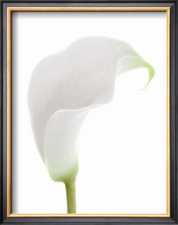 White Calla Lily by George Fossey Pricing Limited Edition Print image