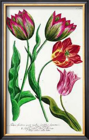 Striped And Variegated Tulips by Johann Wilhelm Weinmann Pricing Limited Edition Print image