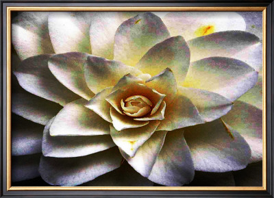 Flower In Full Bloom by Stephen Lebovits Pricing Limited Edition Print image