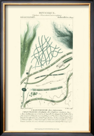 Turpin Botany Iii by Turpin Pricing Limited Edition Print image
