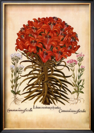 L'herbier Vii by Basilius Besler Pricing Limited Edition Print image