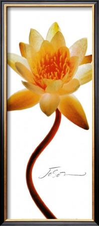 Nymphaea I by Joson Pricing Limited Edition Print image