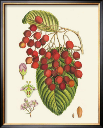 Crimson Berries Ii by Samuel Curtis Pricing Limited Edition Print image