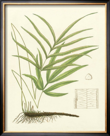 Eaton Ferns I by Daniel C. Eaton Pricing Limited Edition Print image