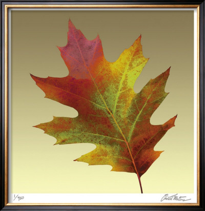 Oak Leaf by Robert Mertens Pricing Limited Edition Print image