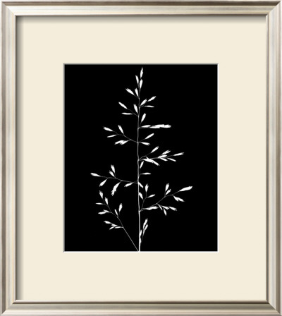 Wild Grasses I by K. Kennedy Pricing Limited Edition Print image