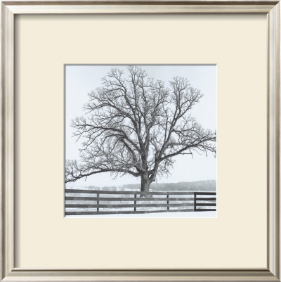 Arbres Divers I by Michel Ditlove Pricing Limited Edition Print image