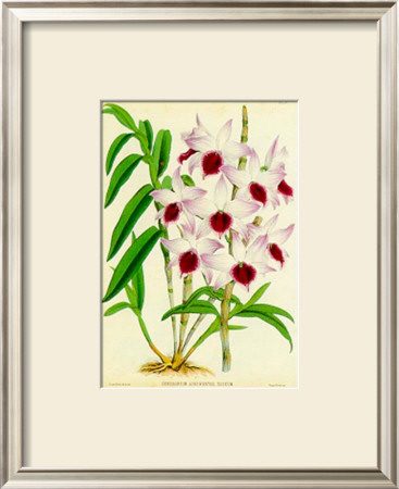 Orquideas Iii by J. Nugent Pricing Limited Edition Print image