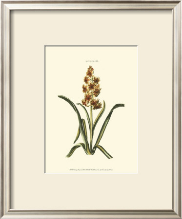 Antique Hyacinth Ix by Christoph Jacob Trew Pricing Limited Edition Print image