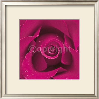 Blackberry Rose by Cassandra Power Pricing Limited Edition Print image