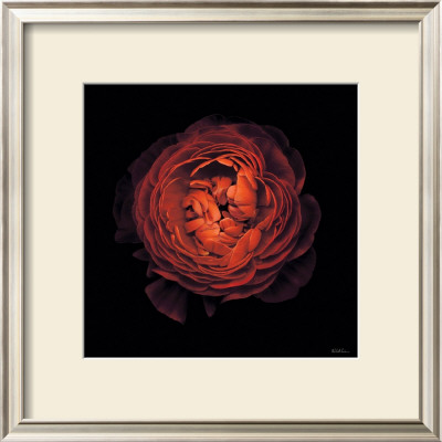 Ranunculus No. 44 by Neil Seth Levine Pricing Limited Edition Print image