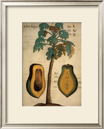 Papaya Tree by Michael Boym Pricing Limited Edition Print image