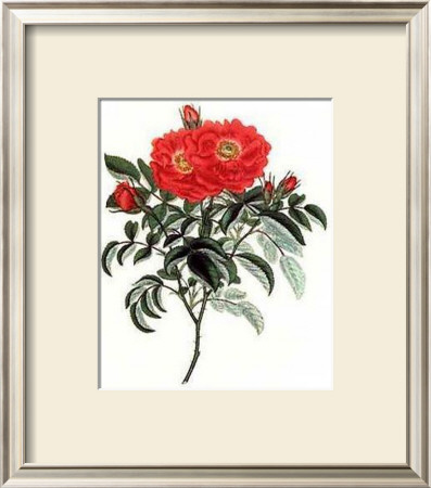 Rosa Portlandia by George Henry Andrews Pricing Limited Edition Print image