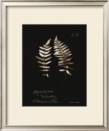 Fern Plate No. 22 by Natasha D'schommer Pricing Limited Edition Print image