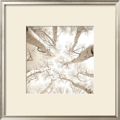 Silver Birch by Adam Brock Pricing Limited Edition Print image
