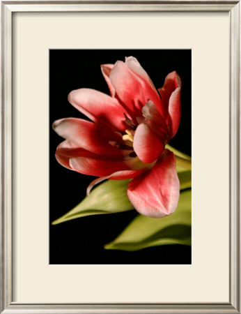 Red Tulip Iii by Renee Stramel Pricing Limited Edition Print image