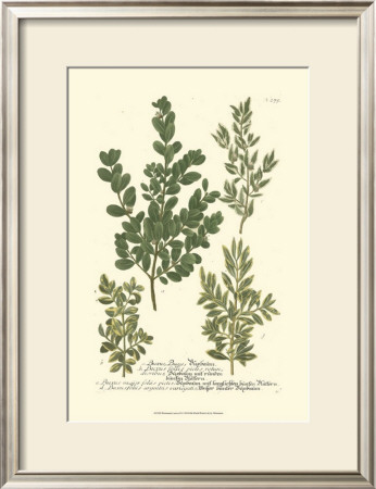 Leaves Ii by Johann Wilhelm Weinmann Pricing Limited Edition Print image