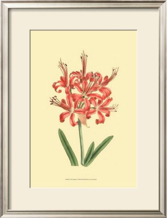 Le Fleur Rouge I by Sydenham Teast Edwards Pricing Limited Edition Print image
