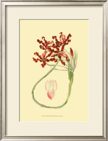 Le Fleur Rouge Ii by Sydenham Teast Edwards Pricing Limited Edition Print image