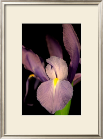 Sweet Iris Ii by Renee Stramel Pricing Limited Edition Print image