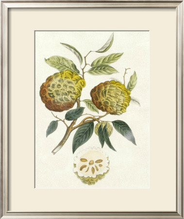 Crackled Indonesian Fruits I by Berthe Hoola Van Nooten Pricing Limited Edition Print image