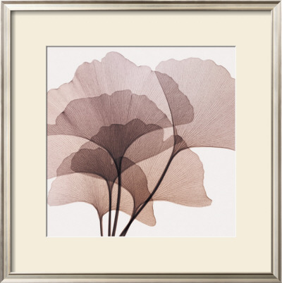 Ginkgo Leaves Ii by Steven N. Meyers Pricing Limited Edition Print image