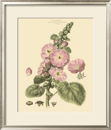 Blushing Pink Florals V by John Miller (Johann Sebastien Mueller) Pricing Limited Edition Print image