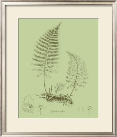 Fresh Ferns Ii by Samuel Curtis Pricing Limited Edition Print image