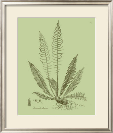 Fresh Ferns I by Samuel Curtis Pricing Limited Edition Print image