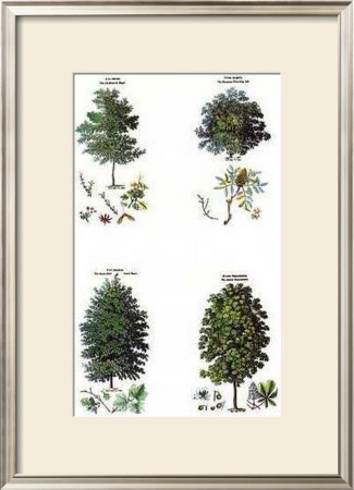 Trees by Jane W. Loudon Pricing Limited Edition Print image