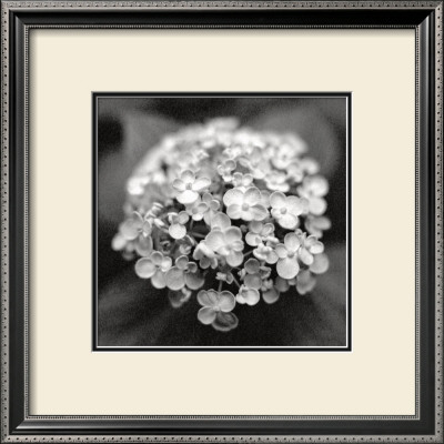 Hydrangea by Dana Buckley Pricing Limited Edition Print image