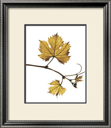 Gold Bud by Gil-Lubin Pricing Limited Edition Print image