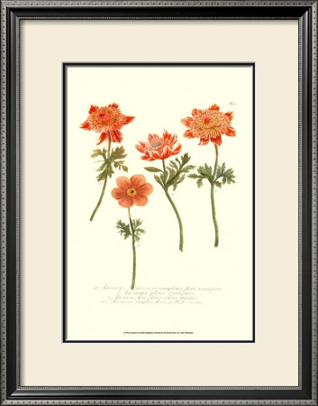 Anemone Ii by Johann Wilhelm Weinmann Pricing Limited Edition Print image