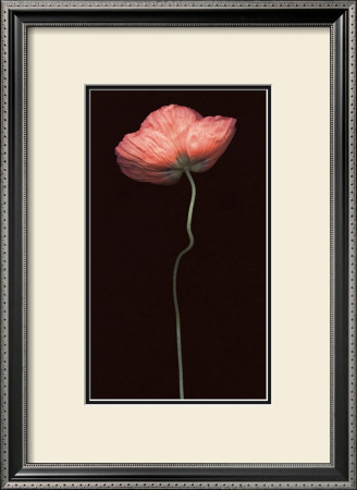 Poppy Solo by S. G. Rose Pricing Limited Edition Print image