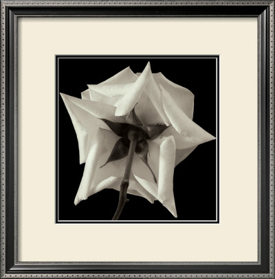 Rose Viii by Ahmed Sirry Pricing Limited Edition Print image