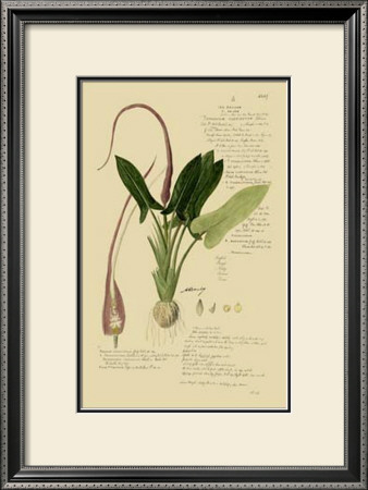 Aroid Plant Ii by A. Descubes Pricing Limited Edition Print image